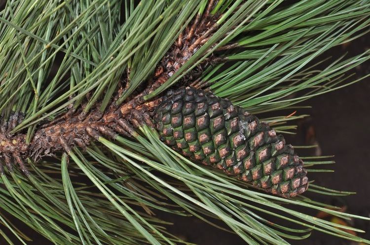 Pinus engelmannii Pinus engelmannii Apache pine description The Gymnosperm Database