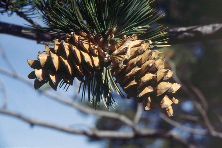 Pinus flexilis Pinus flexilis Wikimedia Commons