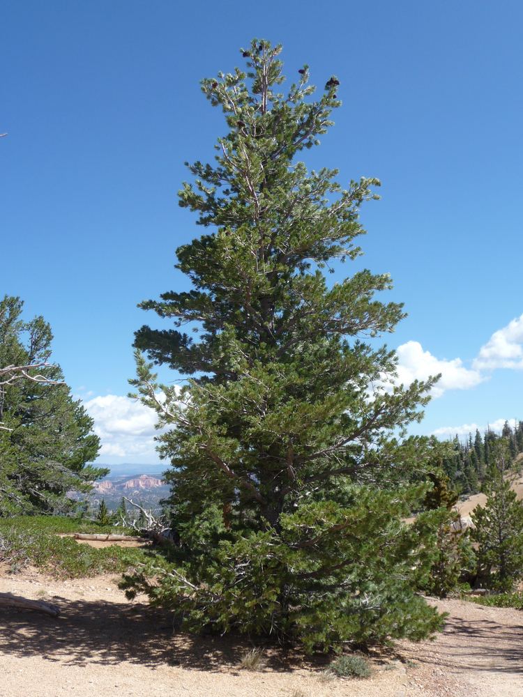 Pinus flexilis httpsuploadwikimediaorgwikipediacommons55