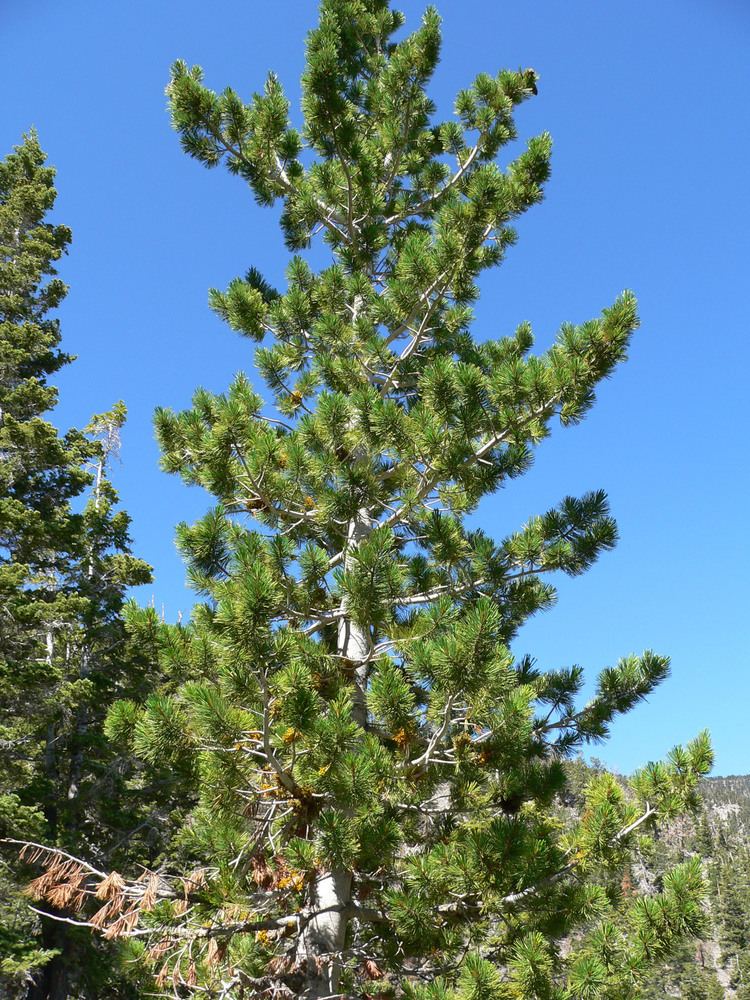 Pinus flexilis Pinus flexilis Wikimedia Commons