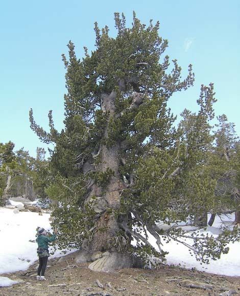 Pinus flexilis Pinus flexilis limber pine description The Gymnosperm Database