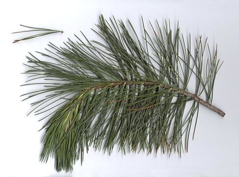 Pinus flexilis Profile Pinus flexilis