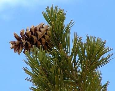 Pinus flexilis Species Pinus flexilis