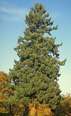 Pinus flexilis Pinus flexilis Fact Sheet