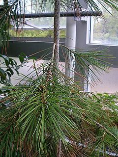 Pinus gerardiana httpsuploadwikimediaorgwikipediacommonsthu