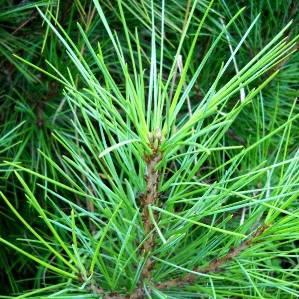 Pinus gerardiana Buy Chilgoza Pine Pinus Gerardiana 10 seeds online Seeds