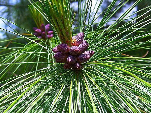 Pinus gerardiana Pinus gerardiana Chilgoza pine