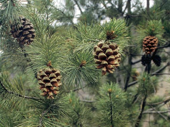 Pinus gerardiana Pinus gerardiana Health effects and herbal facts