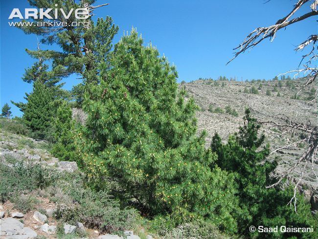 Pinus gerardiana Chilgoza pine videos photos and facts Pinus gerardiana ARKive