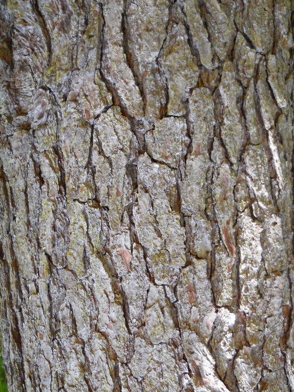 Pinus glabra FilePinus glabra Barkjpg Wikimedia Commons