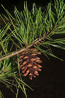 Pinus glabra Pinus glabra Fact Sheet