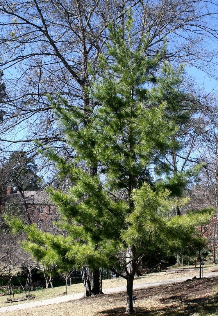 Pinus glabra Centenary College Arboretum Pinus glabra