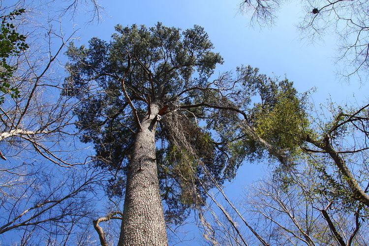 Pinus glabra Pinus glabra Wikipedia