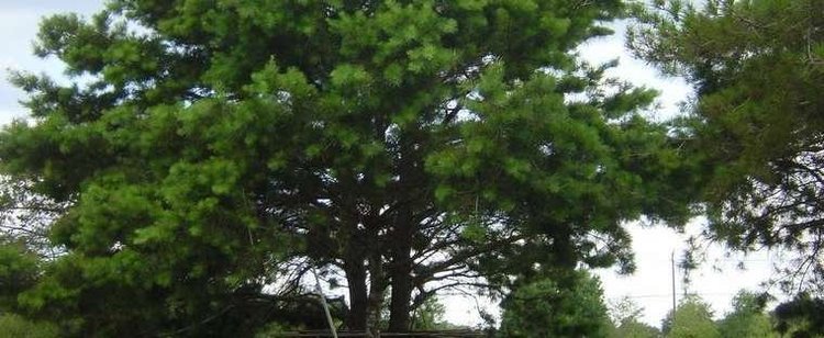 Pinus glabra Spruce Pine Walter39s Pine Pinus glabra