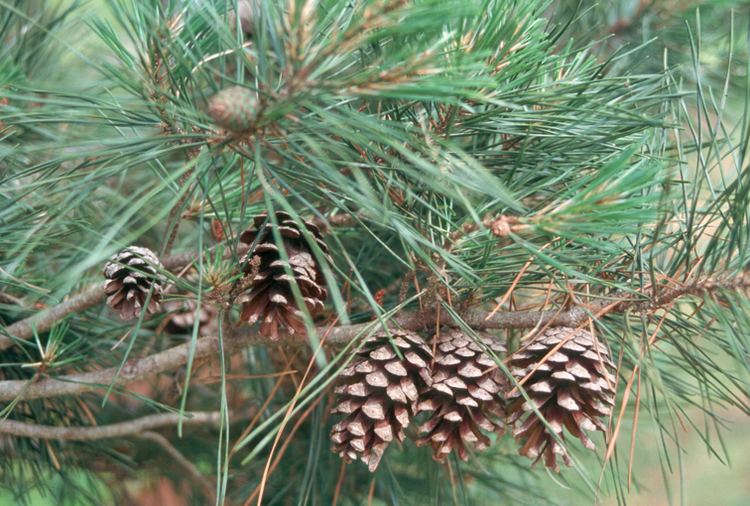 Pinus glabra Pinus glabra Spruce Pine
