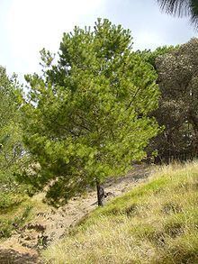 Pinus greggii httpsuploadwikimediaorgwikipediacommonsthu