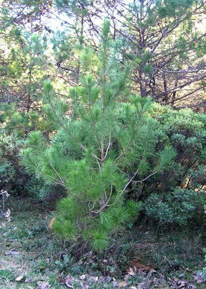 Pinus greggii Pinus greggii var australis pino greggii description The