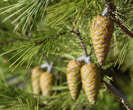 Pinus halepensis Pinus halepensis EUFORGEN European forest genetic resources programme