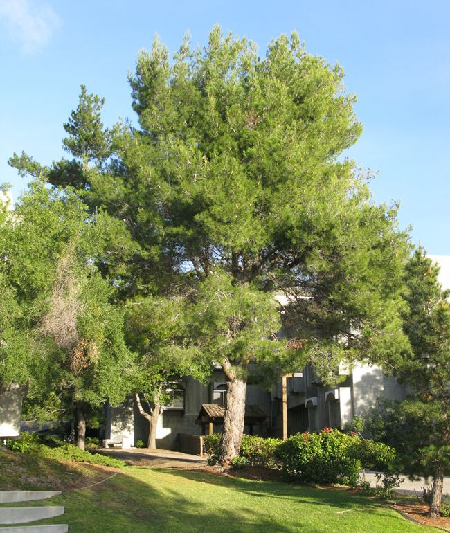 Pinus halepensis UFEI SelecTree A Tree Selection Guide