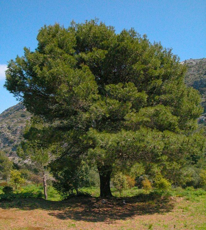 Pinus halepensis Pinus halepensis description The Gymnosperm