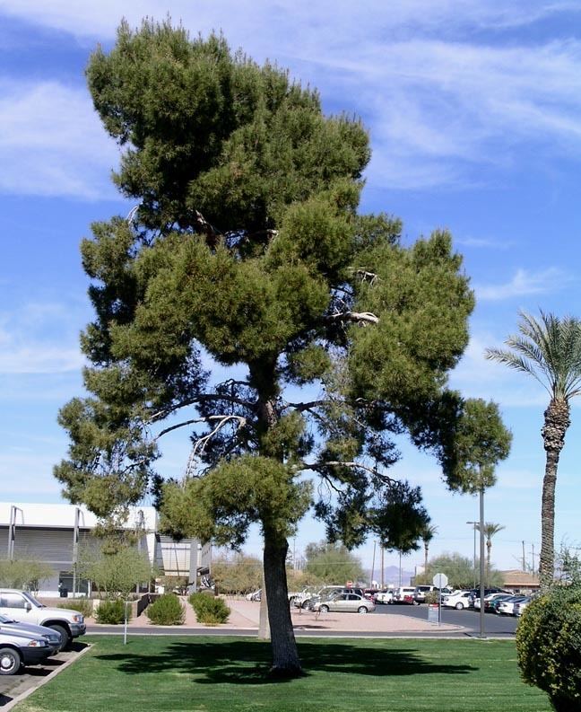 Pinus halepensis wwwpublicasueducamartinplantsPlant20html2