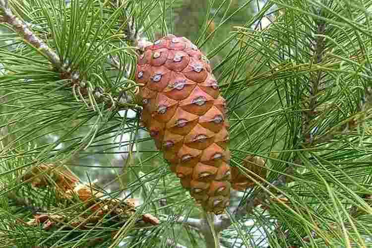 Pinus halepensis Pinus halepensis