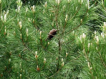 Pinus halepensis Pinus halepensis Wikipedia