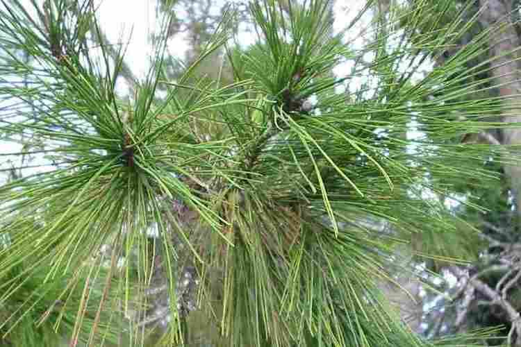 Pinus halepensis Pinus halepensis