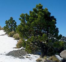 Pinus hartwegii httpsuploadwikimediaorgwikipediacommonsthu