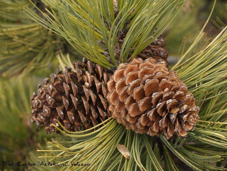Pinus hartwegii SEINet Arizona Chapter Pinus hartwegii