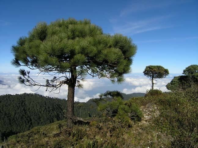 Pinus hartwegii Pinus hartwegii Pino de Mxico description The Gymnosperm Database