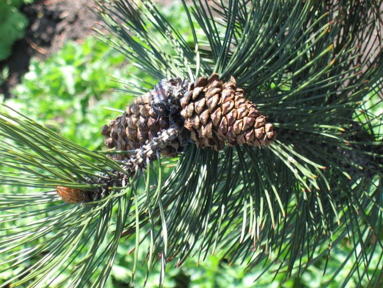 Pinus heldreichii FilePinus heldreichii Satellit 03jpg Wikimedia Commons