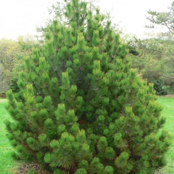 Pinus heldreichii PINUS HELDREICHII LEUCODERMIS Bosnian Pine
