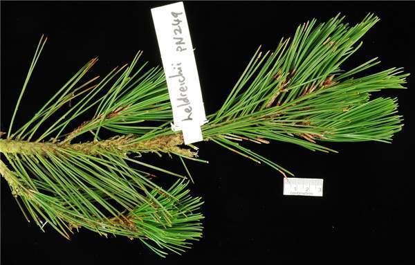 Pinus heldreichii Factsheet Pinus heldreichii