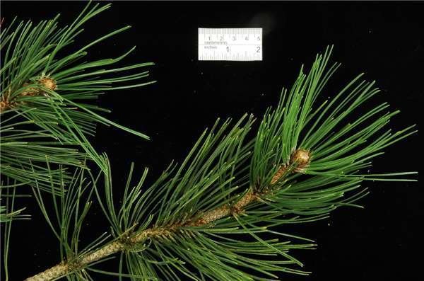 Pinus heldreichii Factsheet Pinus heldreichii