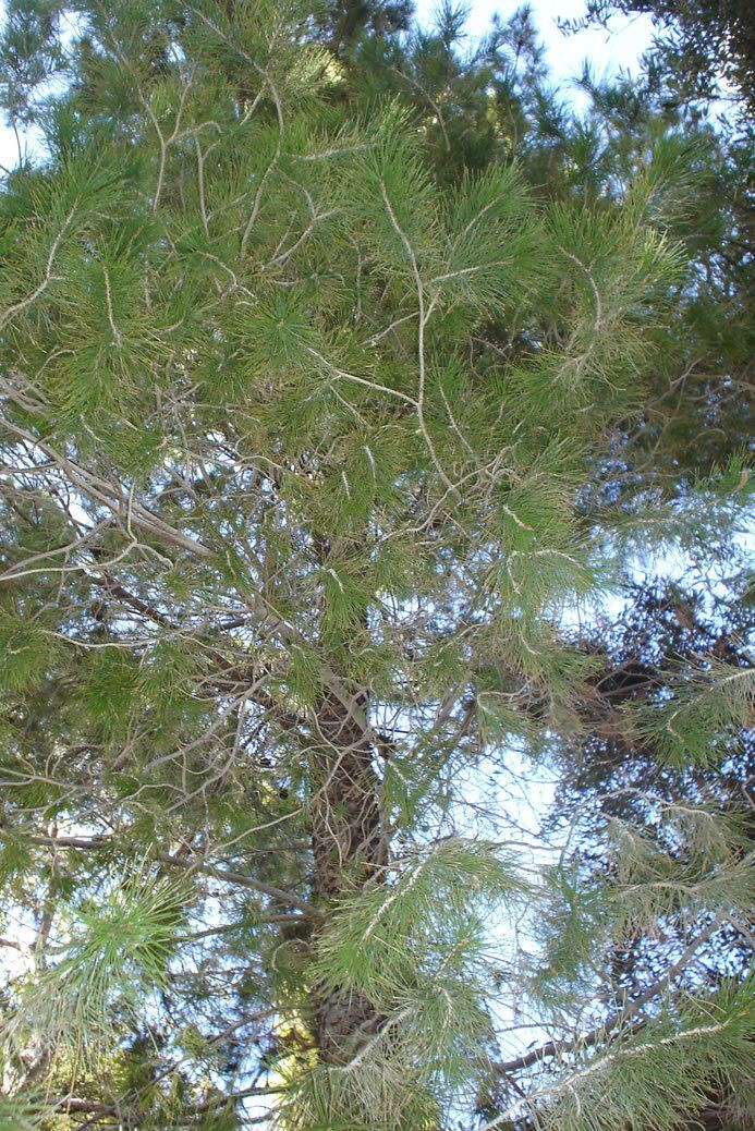 Pinus herrerae Find Trees amp Learn University of Arizona Campus Arboretum