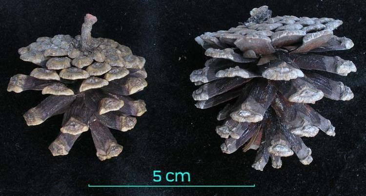 Pinus herrerae Pinus herrerae pino chino description The Gymnosperm Database