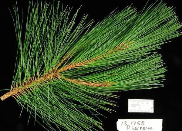 Pinus herrerae Factsheet Pinus herrerae