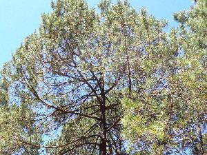 Pinus herrerae BOLD Systems Taxonomy Browser Pinus herrerae species