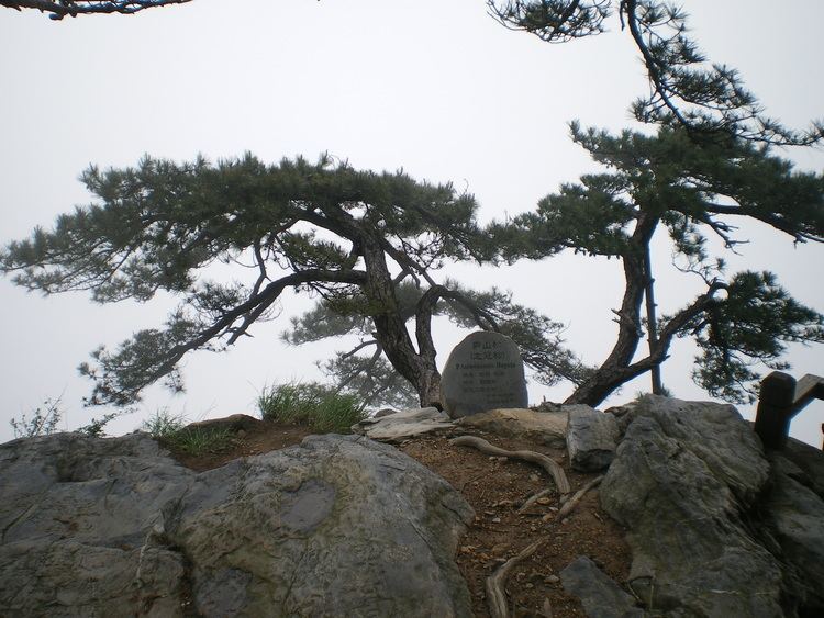 Pinus hwangshanensis FilePinus hwangshanensis Lushan 2jpg Wikimedia Commons