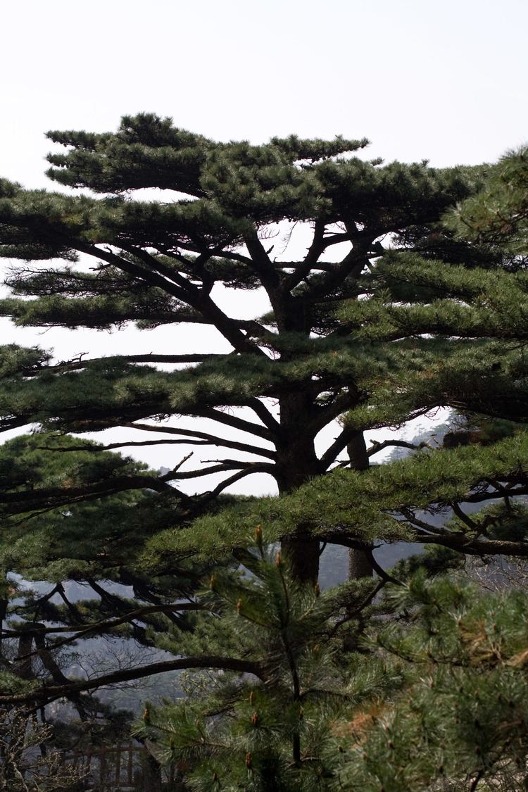 Pinus hwangshanensis FilePinus hwangshanensis oldtreejpg Wikimedia Commons