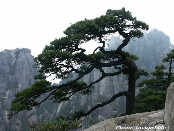 Pinus hwangshanensis conifersgardencomimagescachePinushwangshanens