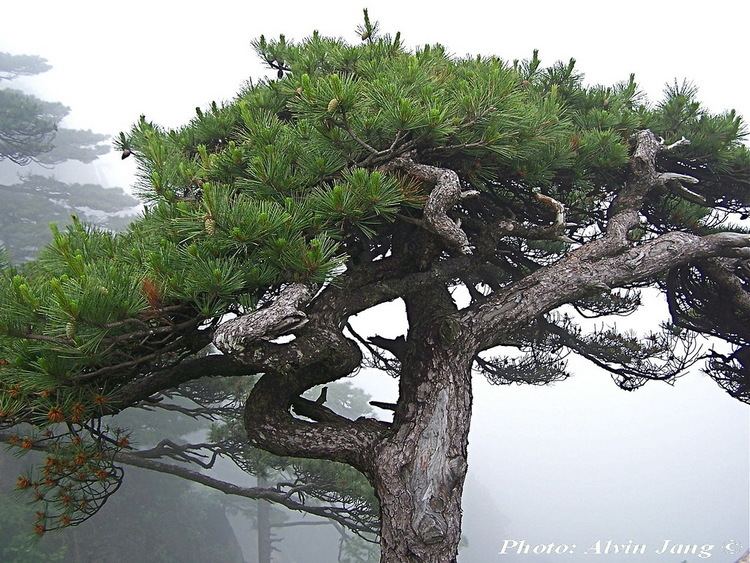 Pinus hwangshanensis Pinus hwangshanensis