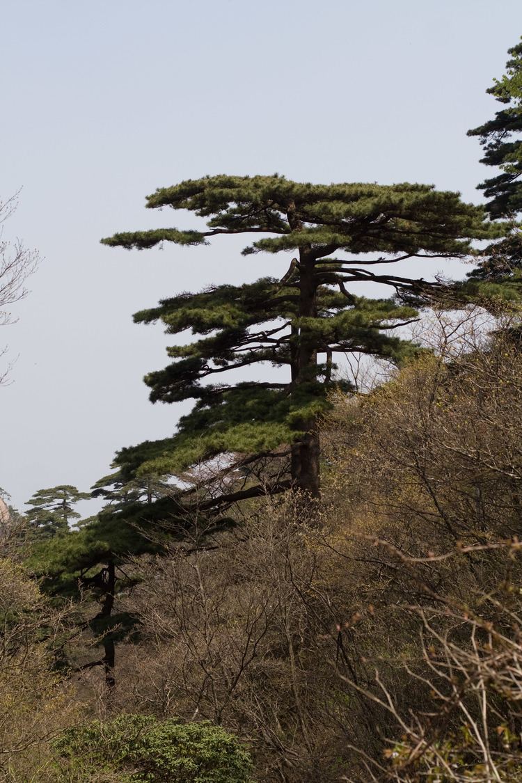 Pinus hwangshanensis FilePinus hwangshanensis oldtree2jpg Wikimedia Commons