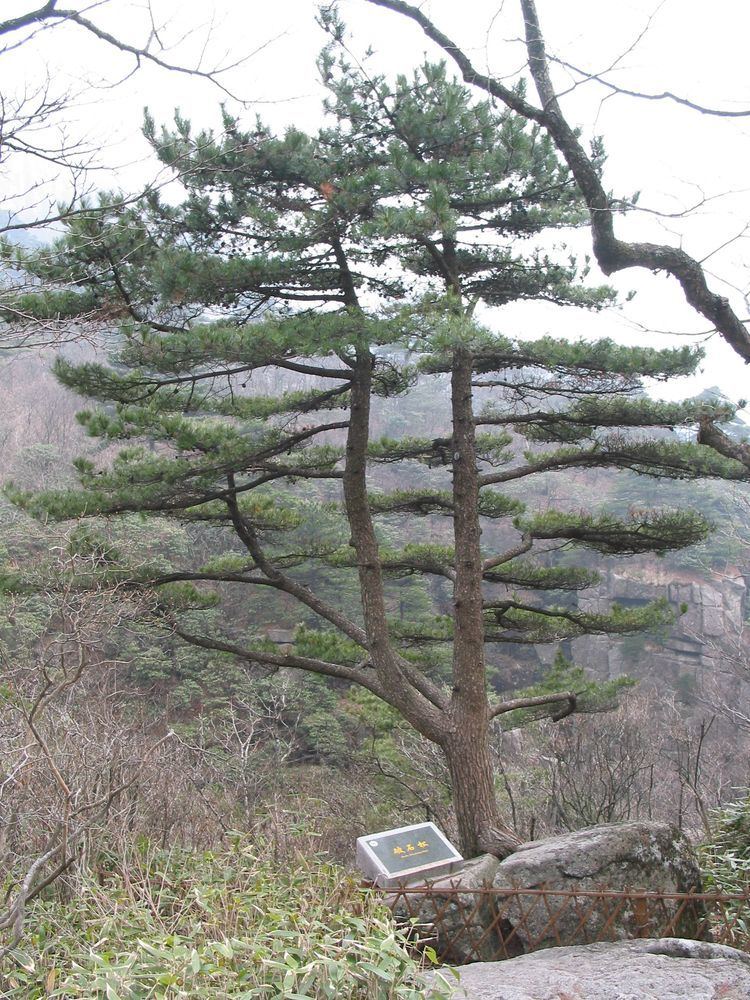Pinus hwangshanensis FilePinus hwangshanensis treejpg Wikimedia Commons