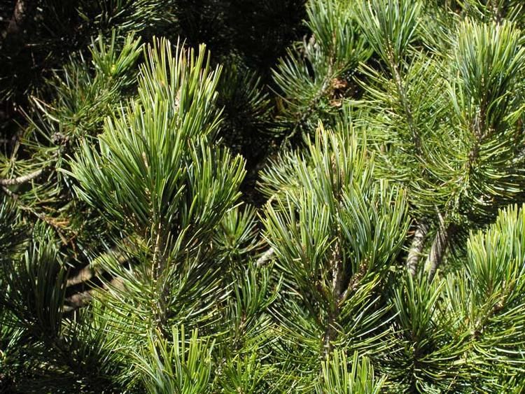 Pinus johannis Pinus johannis pionero description The Gymnosperm Database