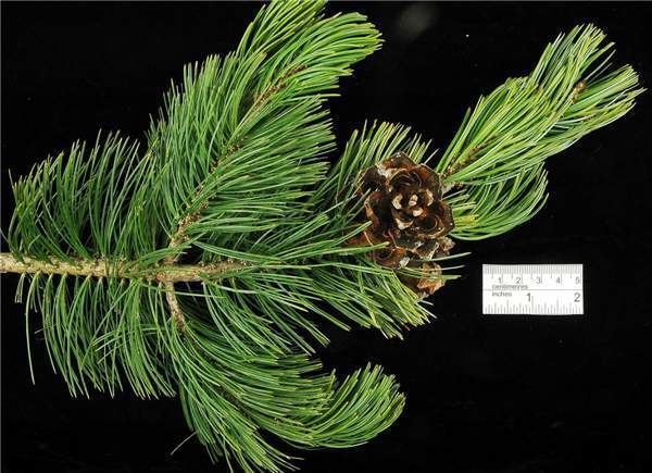 Pinus johannis Factsheet Pinus johannis