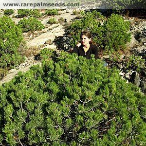 Pinus johannis Pinus johannis buy seeds at rarepalmseedscom