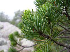 Pinus johannis httpsuploadwikimediaorgwikipediacommonsthu