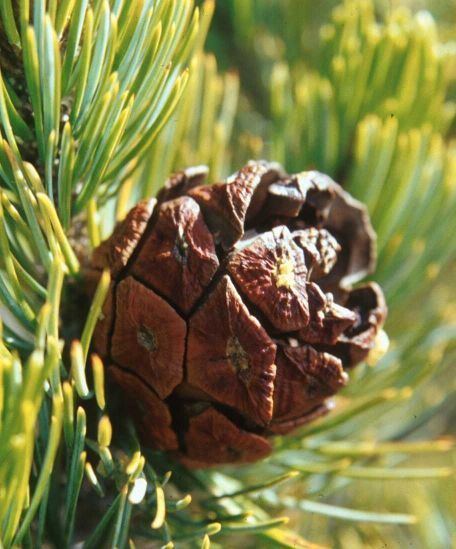 Pinus johannis Pinus johannis